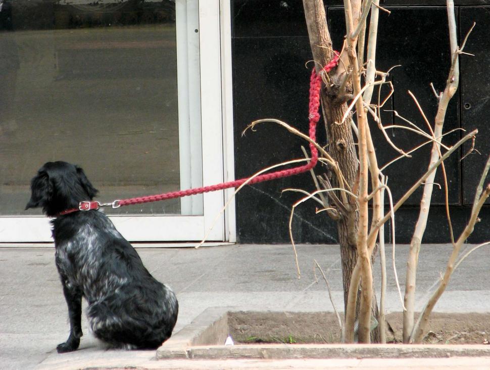 Free Image of Dog Tied to Tree on Leash 
