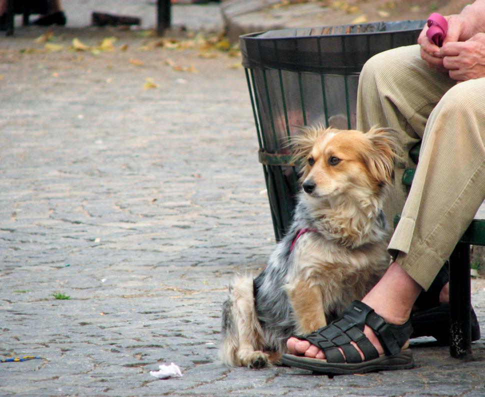 Free Image of Person Sitting on Bench With Dog 