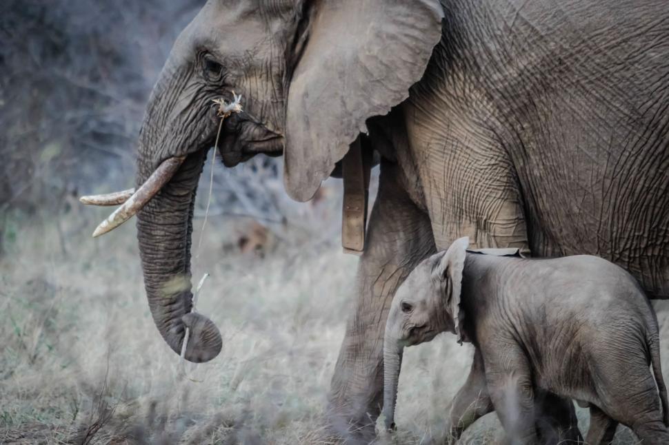 Free Image of Baby Elephant Walking Next to Adult Elephant 