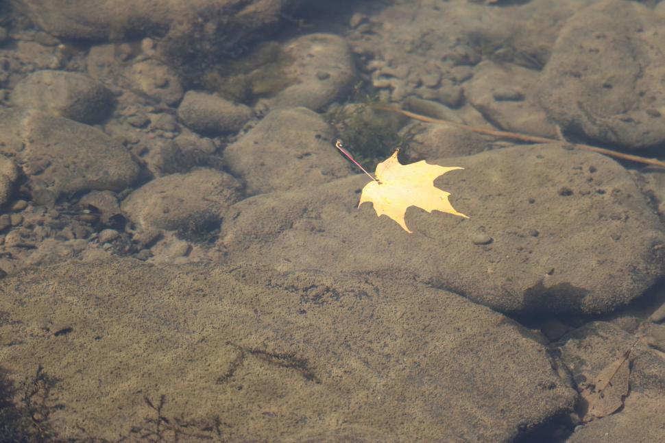 Free Image of Leaf Resting on Rocks in Water 