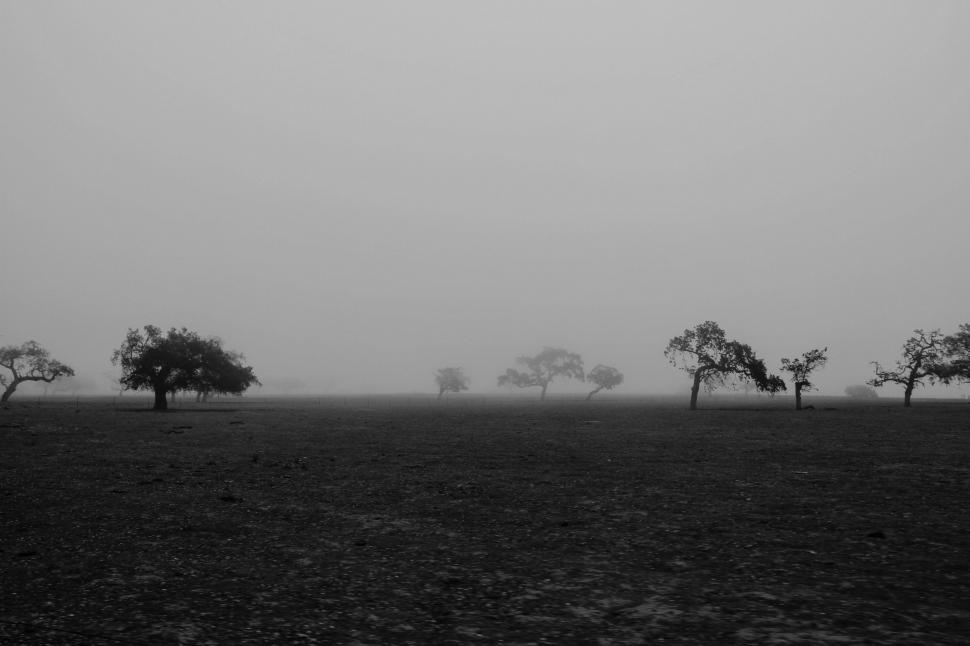 Free Image of Trees Stand Tall in Field 