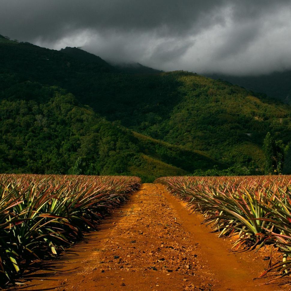 Free Image of Dirt Road in Pineapple Field With Mountains in Background 