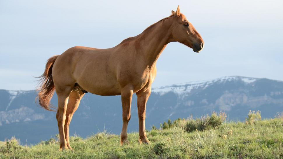 Free Image of Brown Horse Standing on Top of Lush Green Field 