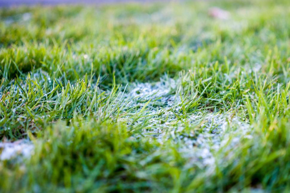 Free Image of Frost-Covered Grass Close Up 