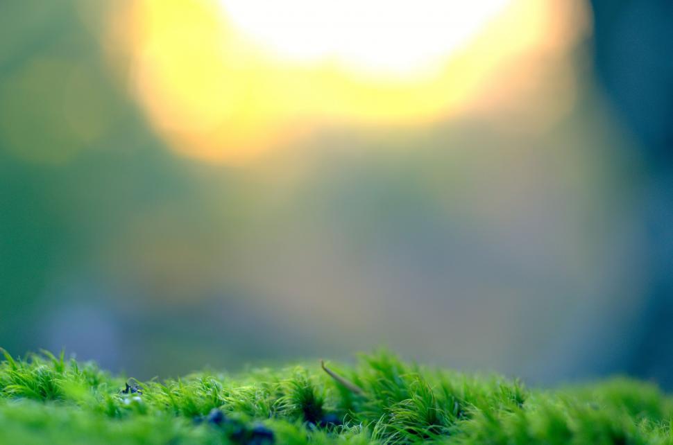 Free Image of Close Up of Mossy Surface With Blurry Background 