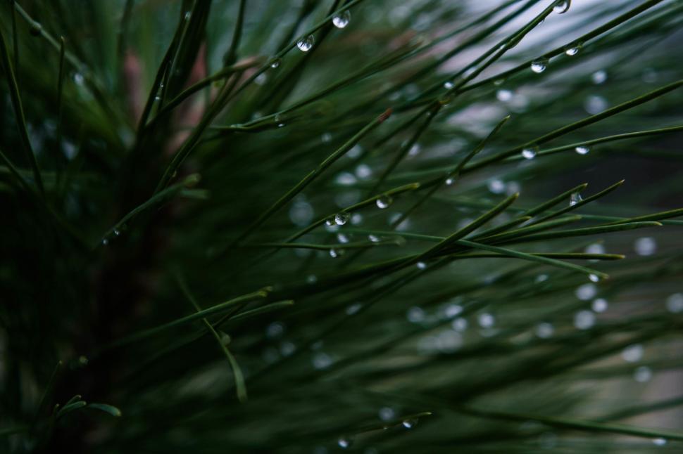 Free Image of Close Up of a Pine Tree With Water Droplets 