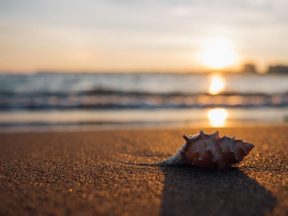 Free Image of Shell on Sand at Sunset 