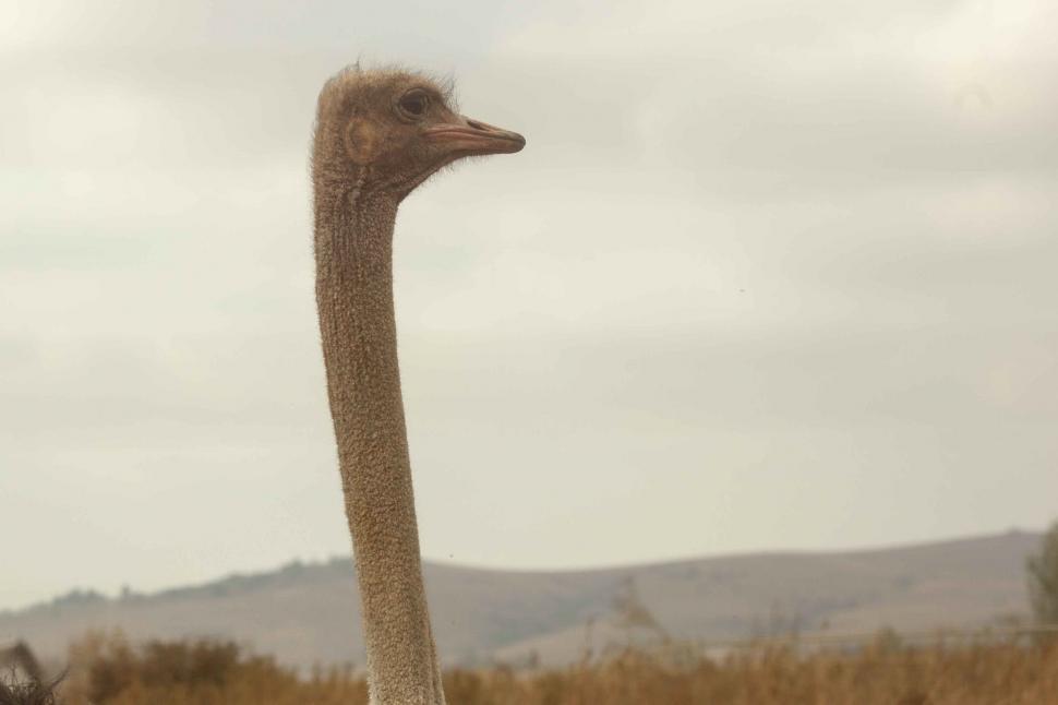 Free Image of Ostrich Standing in Field 