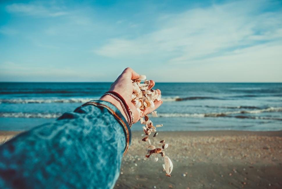 Free Image of Person Holding Up Seashells on Beach 