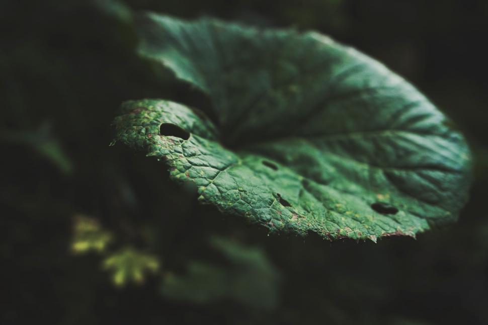 Free Image of Close Up of a Leaf on a Plant 
