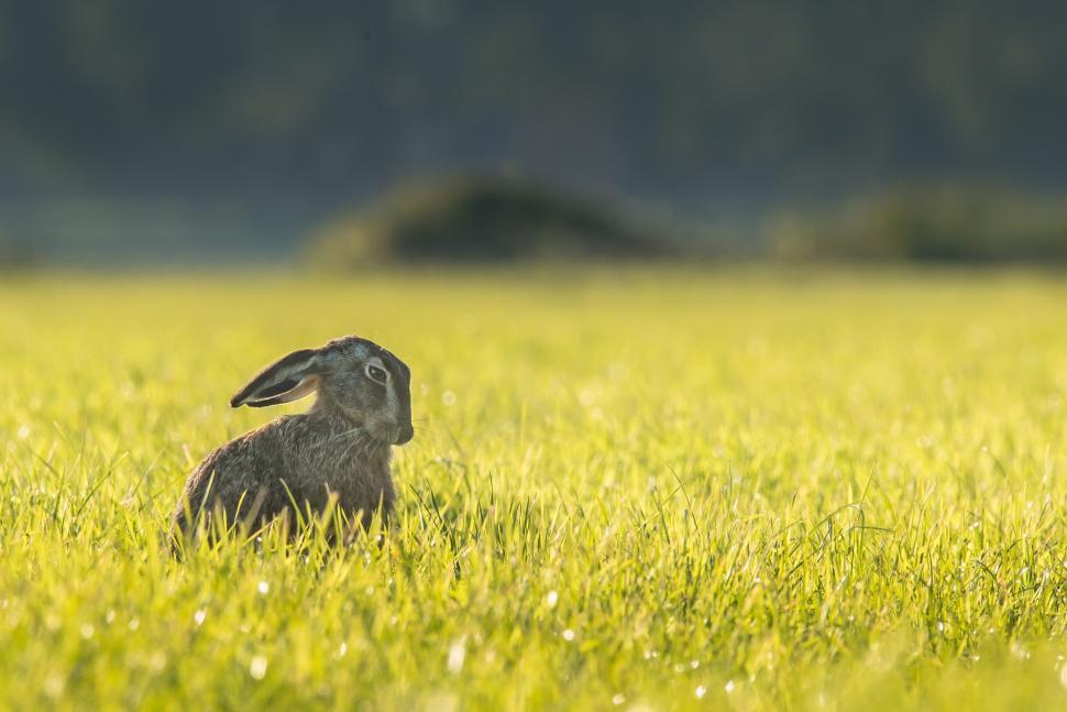 Free Image of Rabbit Sitting in Middle of Field 