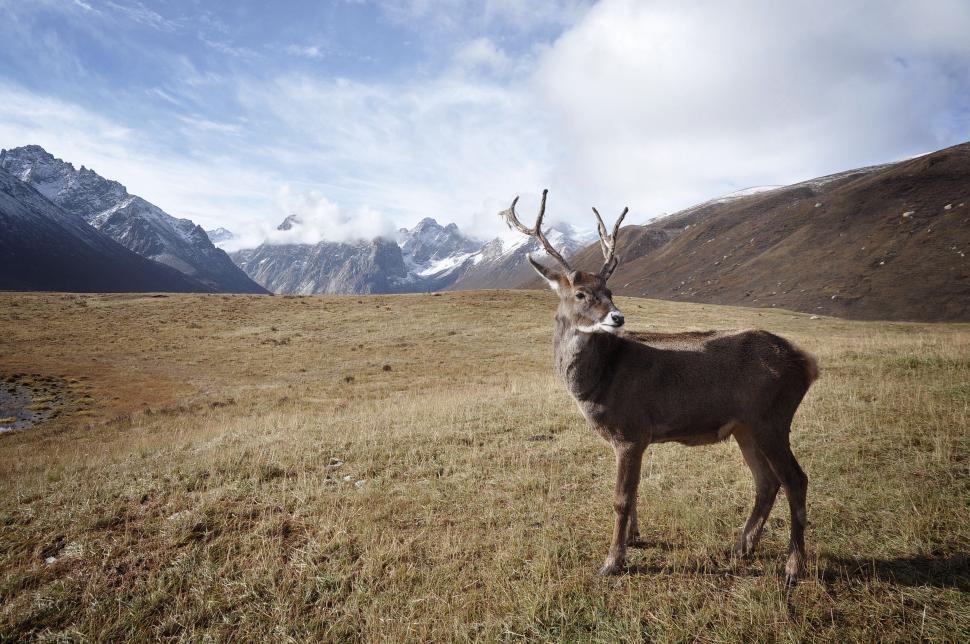 Free Image of Deer Standing in Field With Background Mountains 