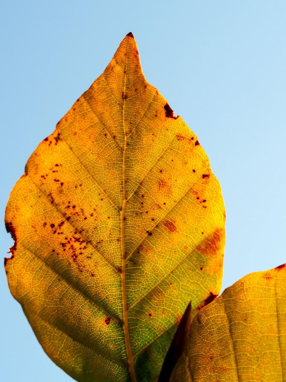 Free Image of Yellow Leaf Against Blue Sky 