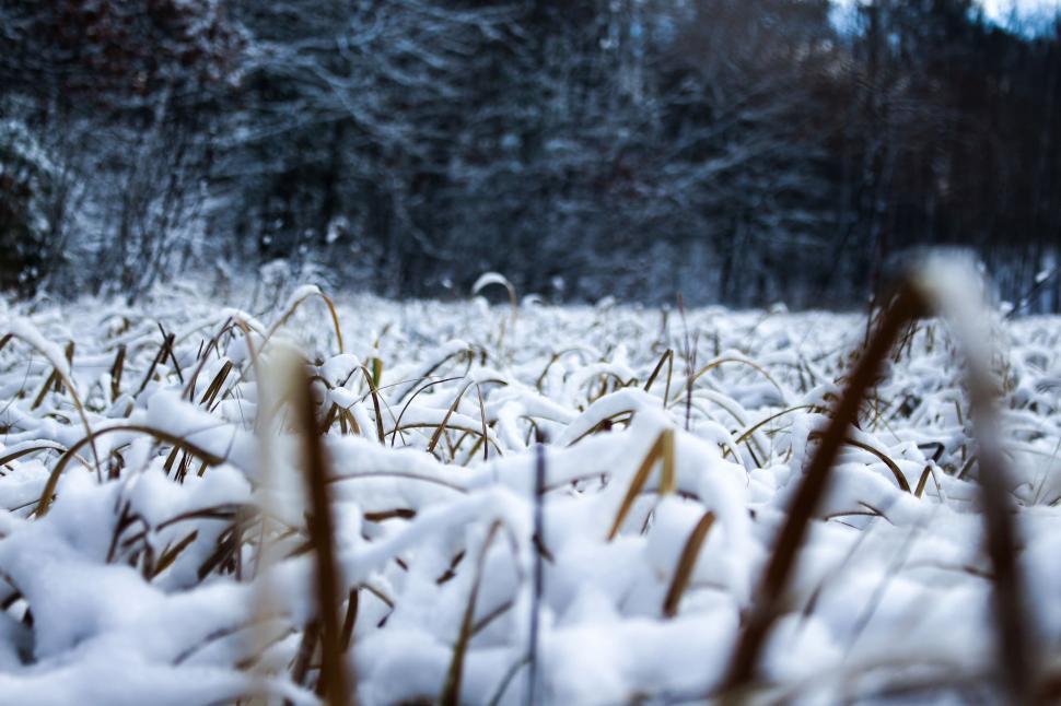 Free Image of Snow-Covered Field Next to Forest 