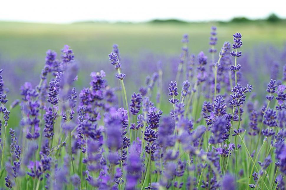 Free Image of Field of Lavender Flowers Under Sky Background 