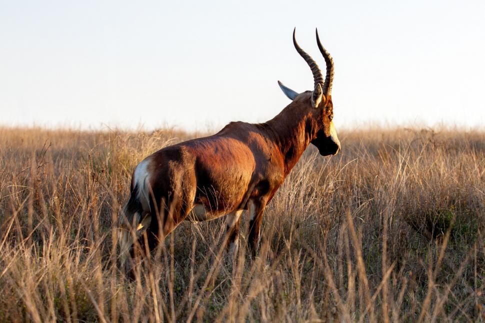 Free Image of Antelope Standing in Field 