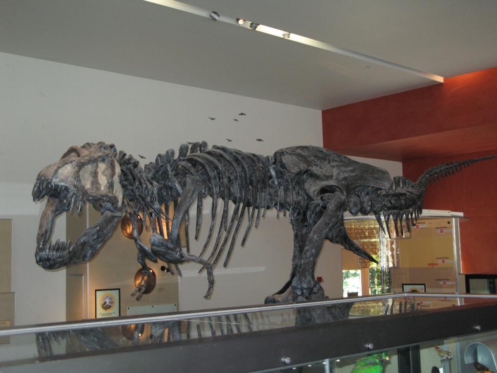 Free Image of Tyrannosaurus rex 