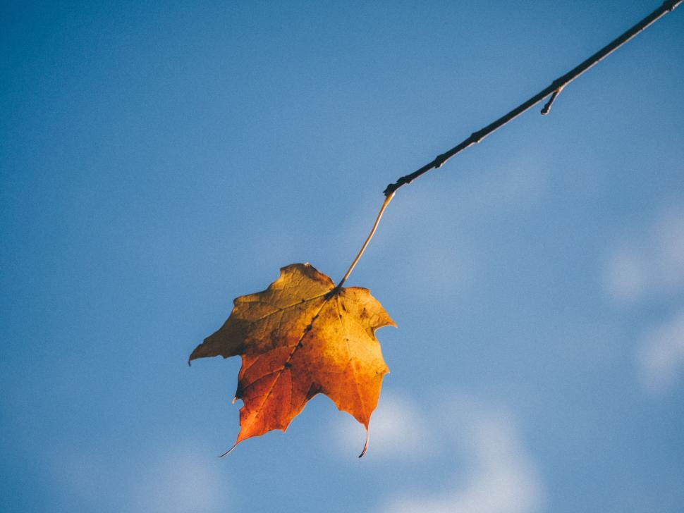Free Image of Single Leaf Hanging From Wire Against Blue Sky 