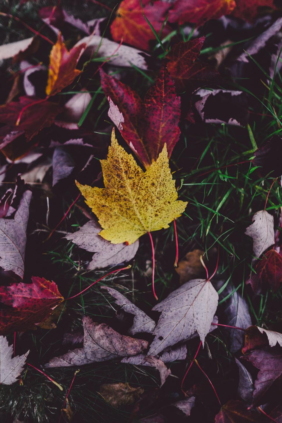 Free Image of Yellow Leaf Resting on Pile of Leaves 