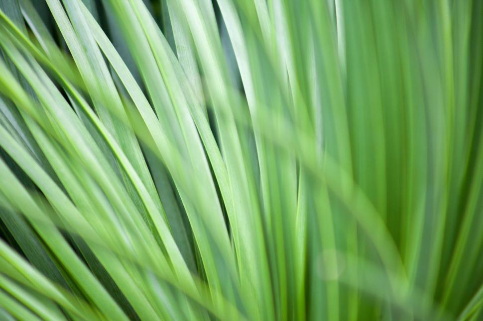 Free Image of Close Up of a Plant With Green Leaves 