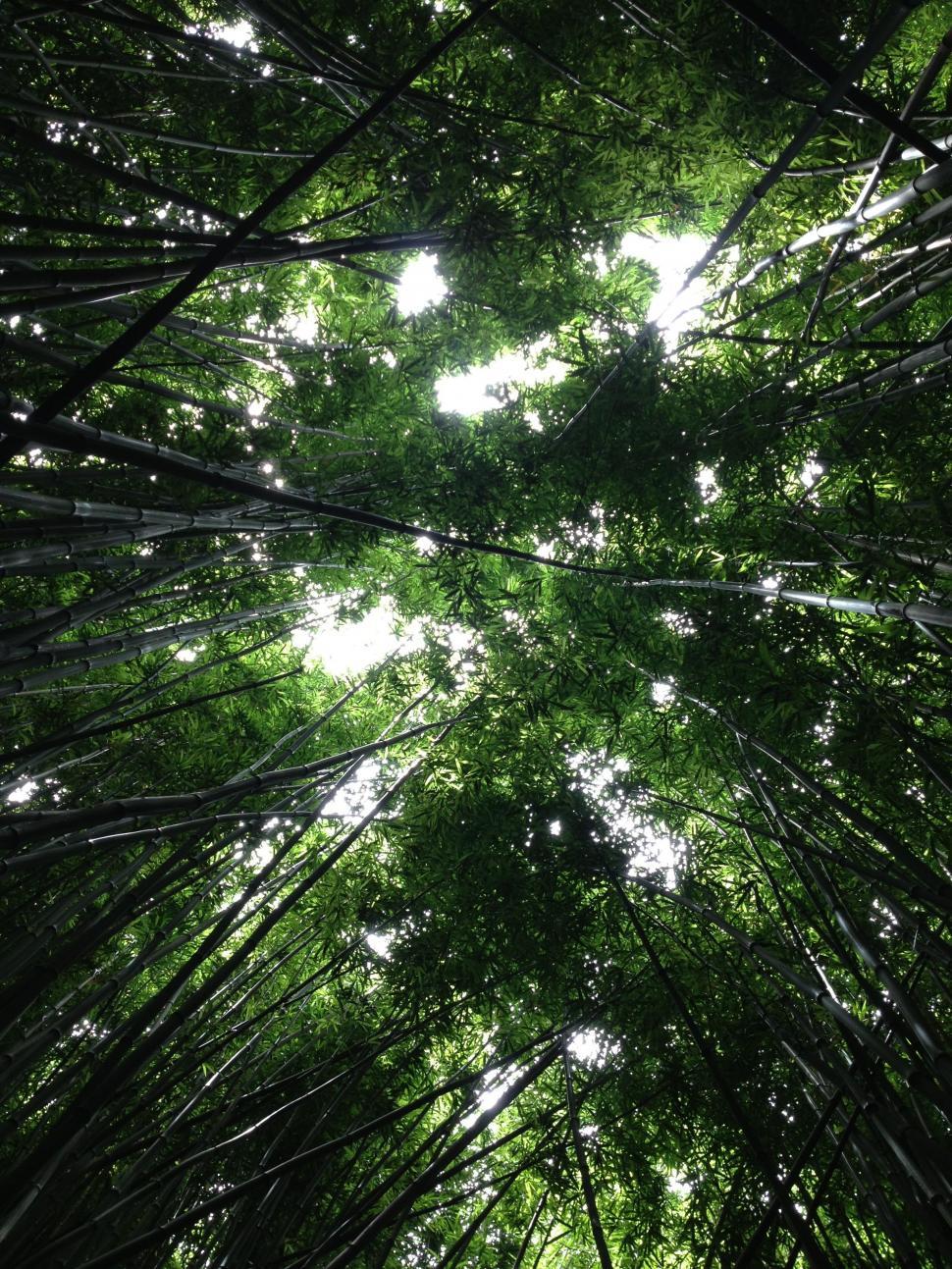 Free Image of Gazing Up Into the Canopy of a Bamboo Forest 