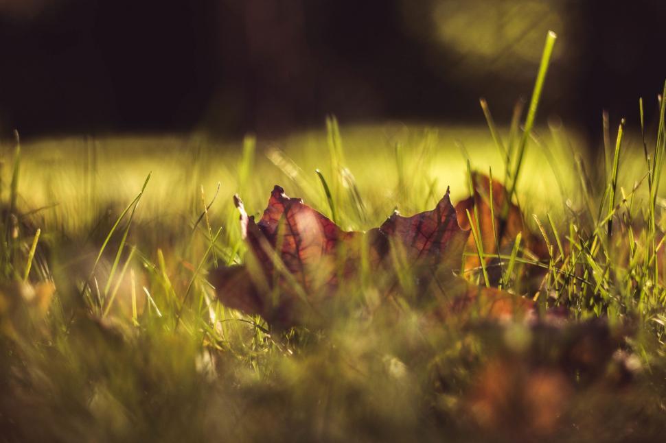 Free Image of Close Up of a Leaf in the Grass 