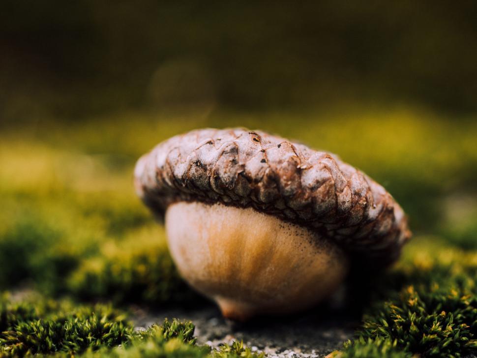 Free Image of Close Up of a Mushroom on Moss Covered Ground 