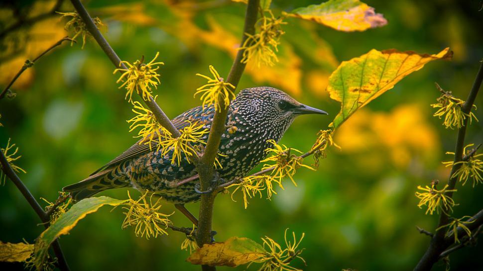 Free Image of Small Bird Perched on Tree Branch 