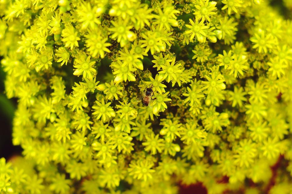 Free Image of Close-up of Yellow Flowers 