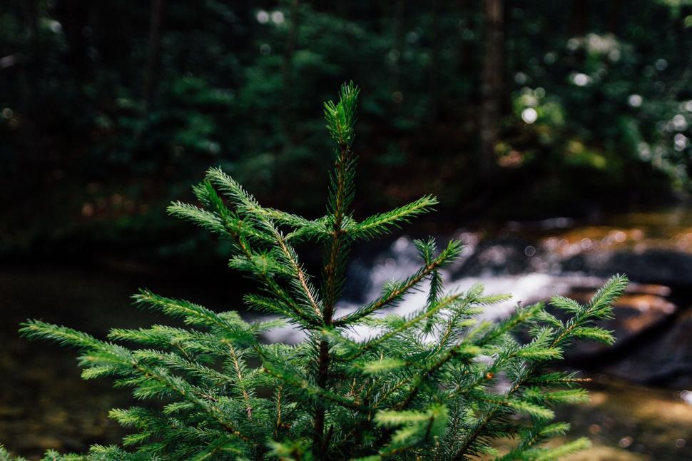 Free Image of Close Up of Pine Tree by Stream 