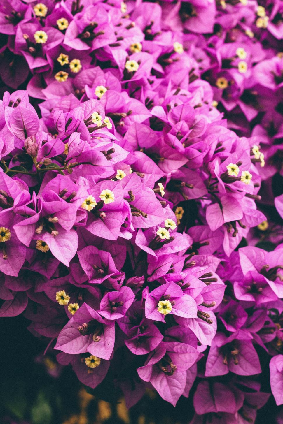 Free Image of Blooming Purple Flowers 
