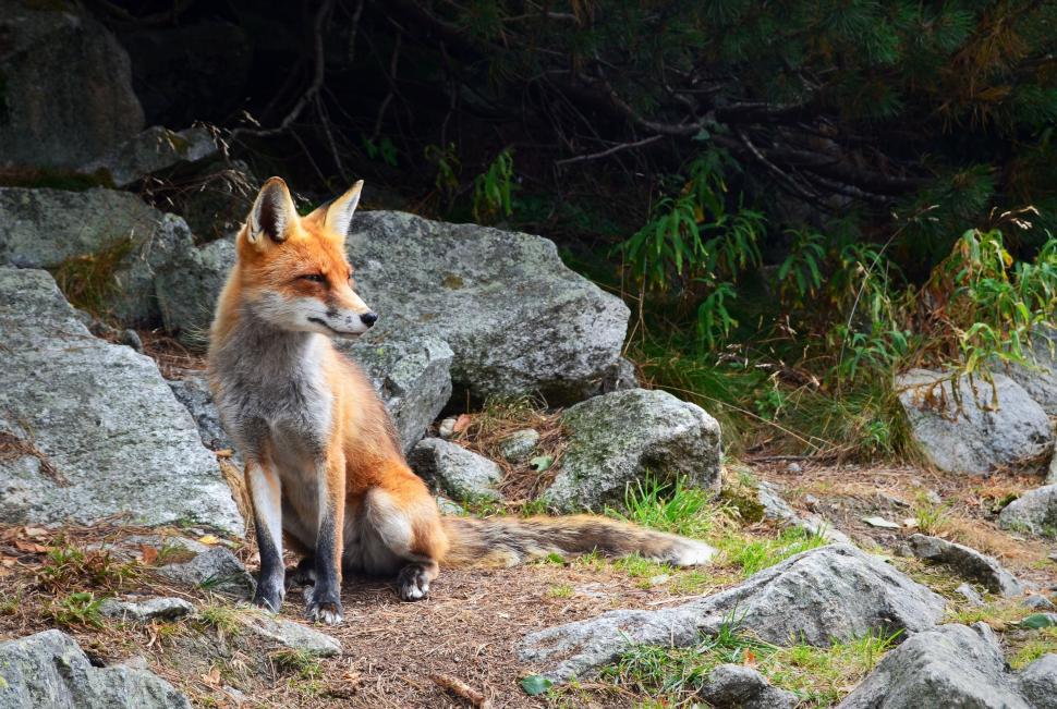 Free Image of Red Fox Sitting on Top of Rocky Hillside 