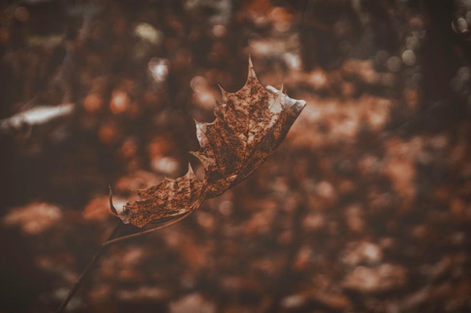 Free Image of Leaf Lying on the Ground 