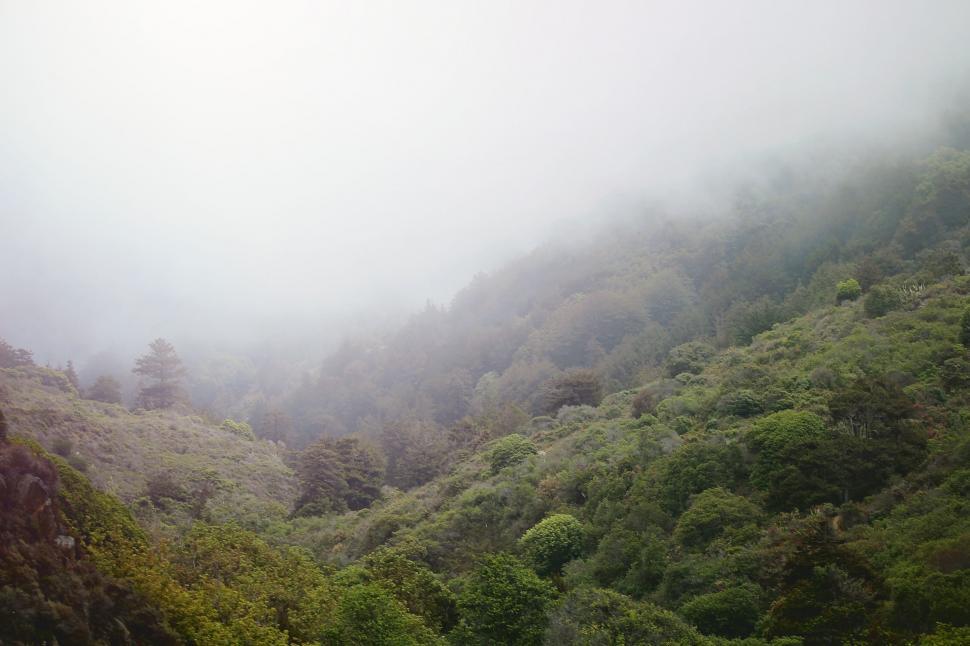 Free Image of Foggy Mountain Landscape With Trees and Bushes 