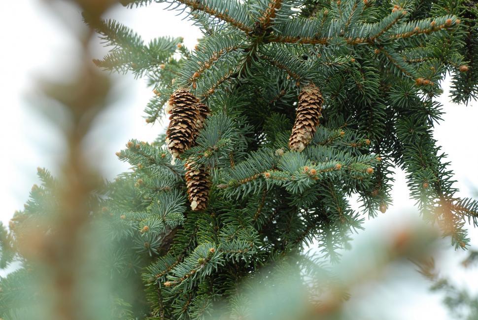 Free Image of Pine Cone Hanging From Tree Branch 