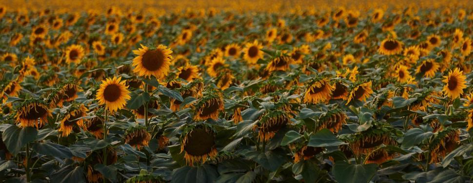 Free Image of Golden Sunflowers Blanket Vast Field 