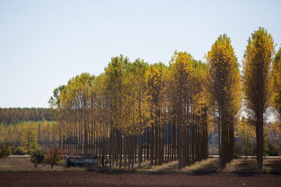 Free Image of Row of Trees in the Middle of a Field 