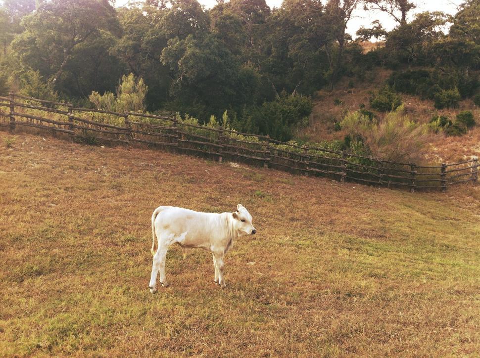 Free Image of White Cow Standing on Grass-Covered Field 