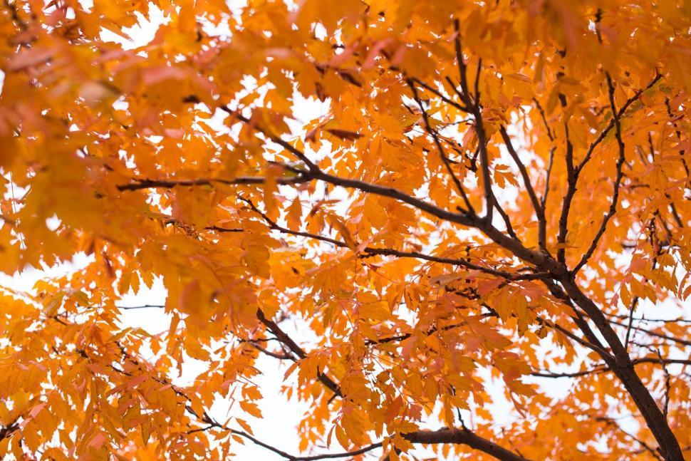 Free Image of Tree With Yellow Leaves in Fall 