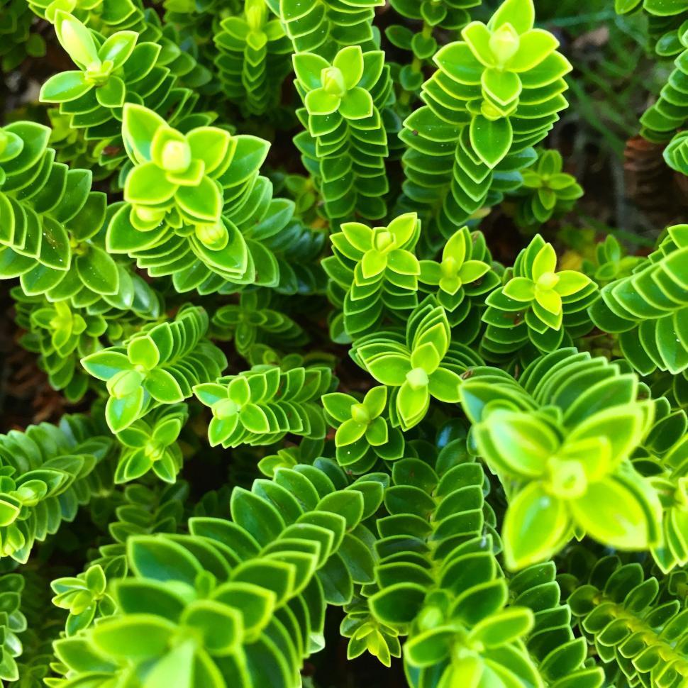 Free Image of plant leaf parsley herb fern leaves spring garden growth flora foliage close fresh lettuce natural organic tree summer basil environment 