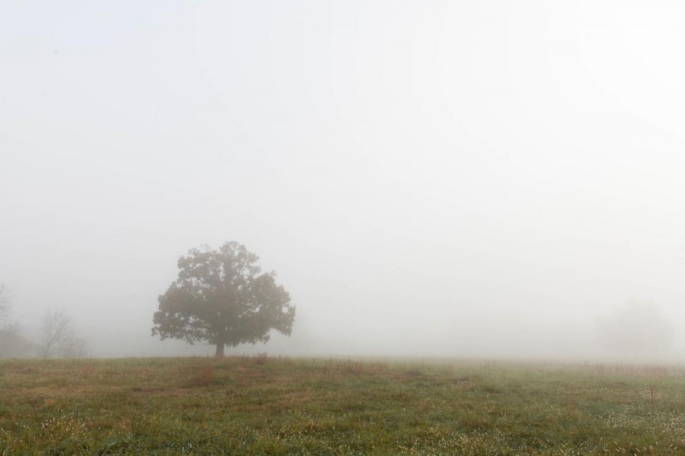 Free Image of Foggy Field With Lone Tree 