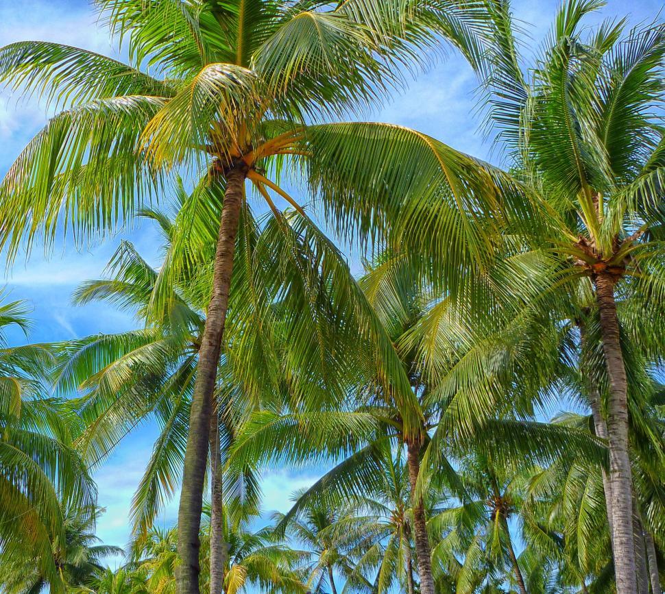 Free Image of Row of Palm Trees Against Blue Sky 