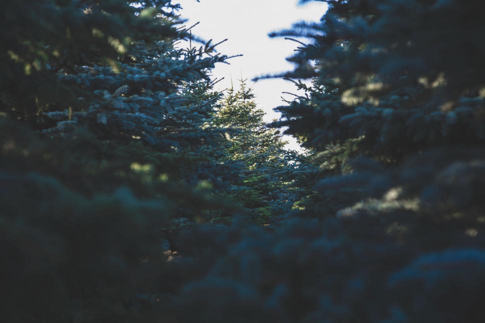 Free Image of Row of Pine Trees on a Sunny Day 