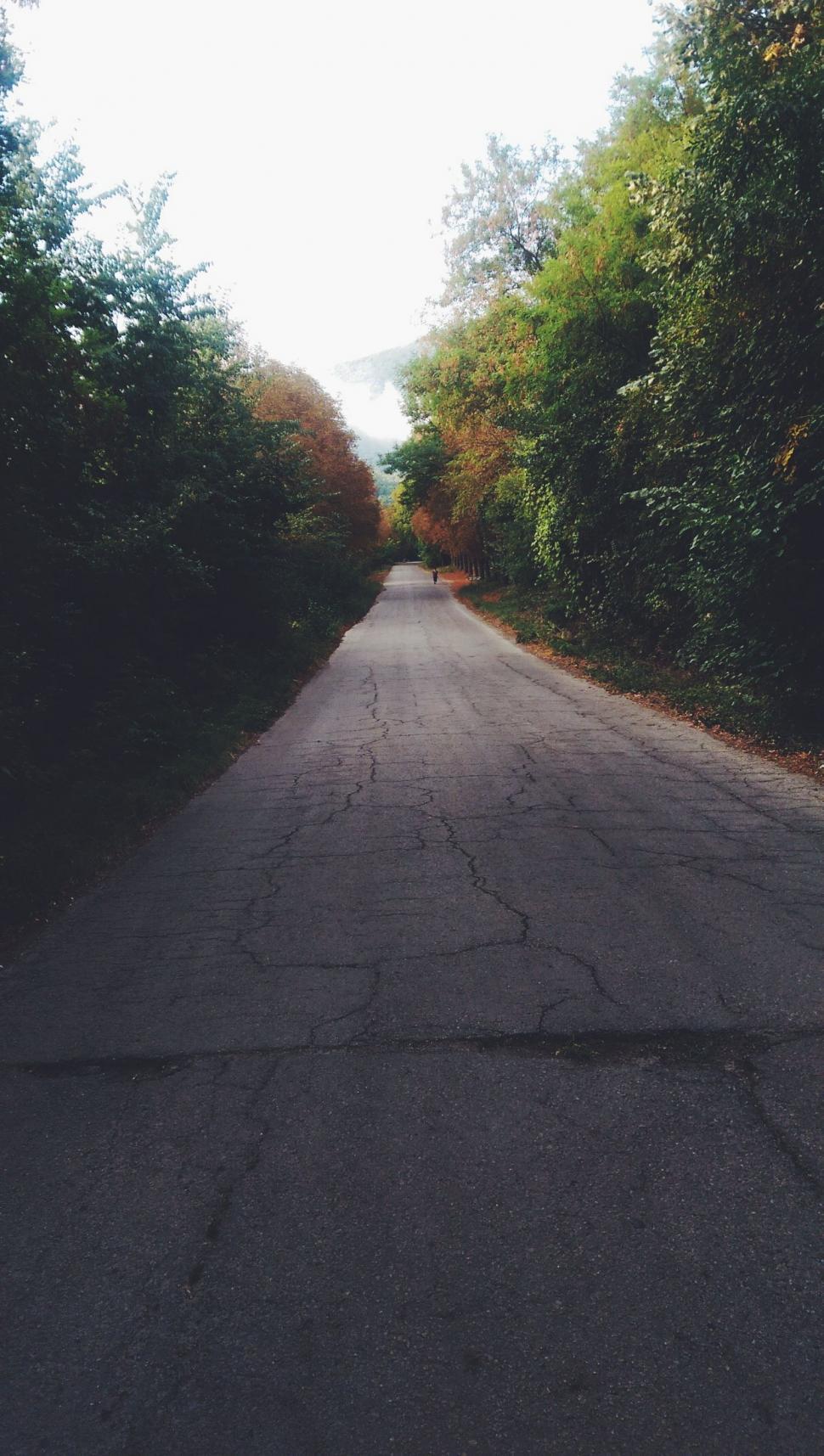 Free Image of Empty Road Surrounded by Trees and Bushes 