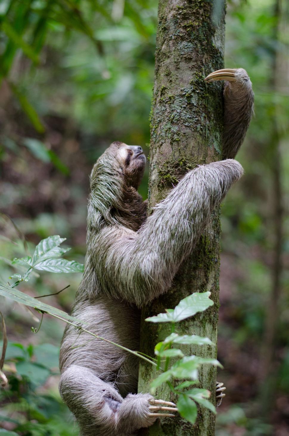 Free Image of Sloth Climbing Up Tree in Forest 