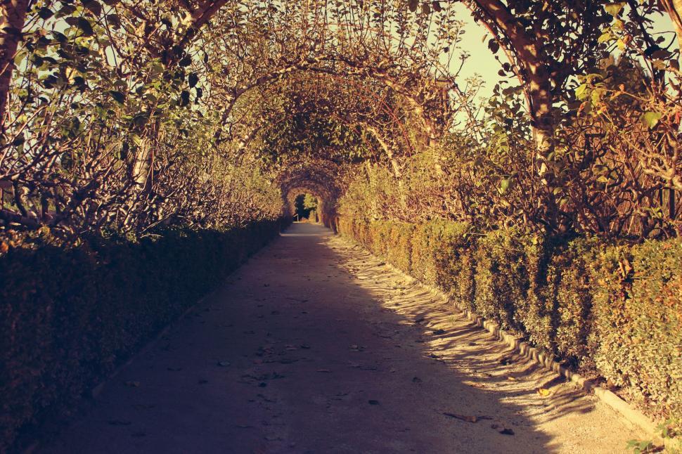 Free Image of Pathway Lined With Trees and Person Walking 