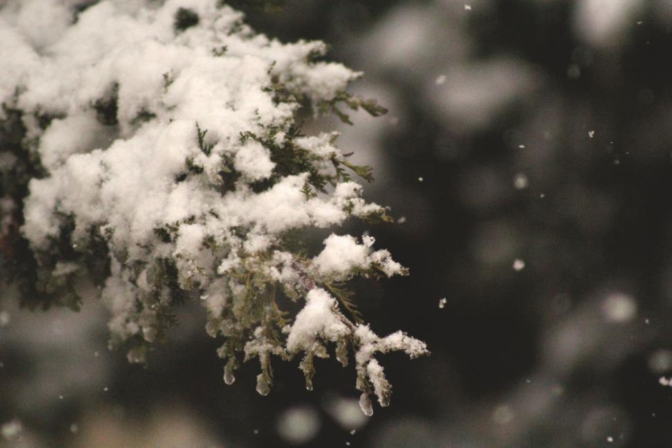 Free Image of Snow on a Tree 