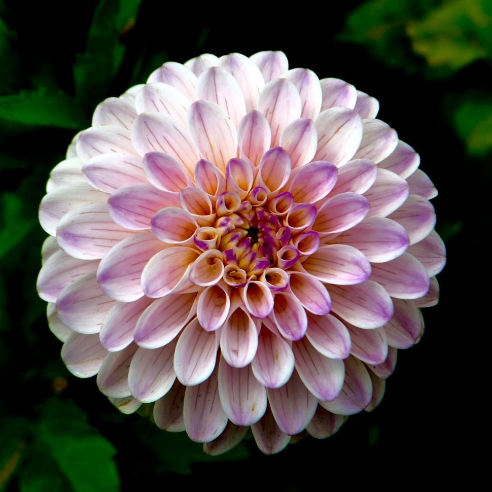 Free Image of Close Up of a Pink and White Flower 
