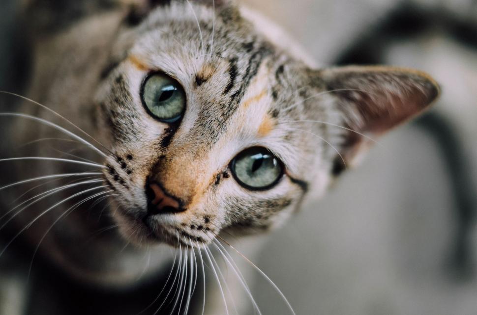 Free Image of Close Up of a Cat Looking at the Camera 