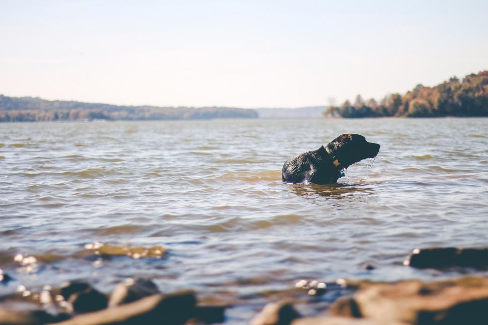 Free Image of Dog Swimming Near Shore 
